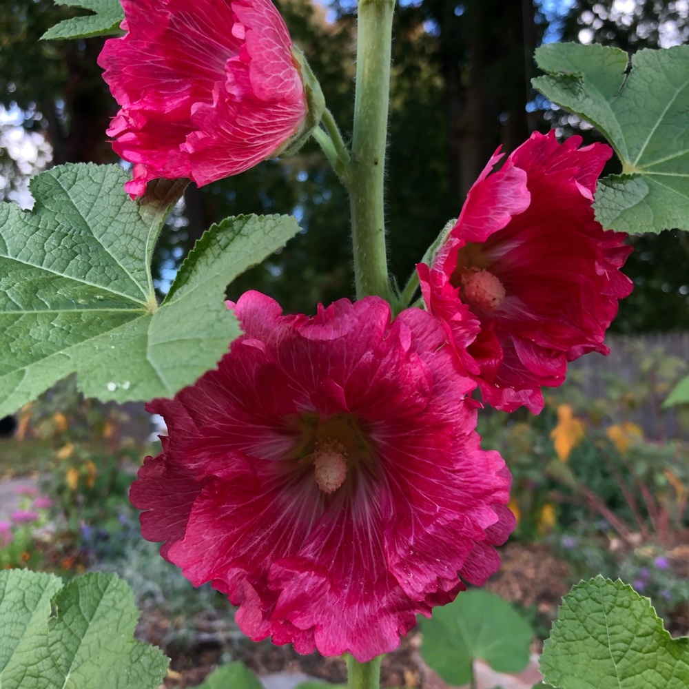 Meet your Posher, Tarah